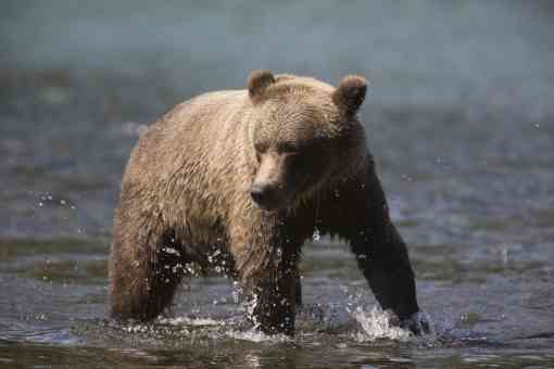 Grizzly Bears at the confluence of the Russian River and Kenai River, Kenai Peninsula, Chugach National Forest, Alaska.