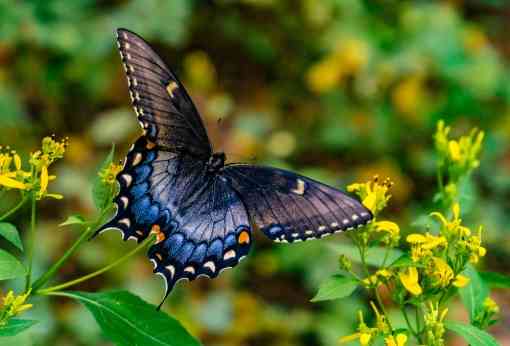 Swallowtail butterfly Fants Grove
