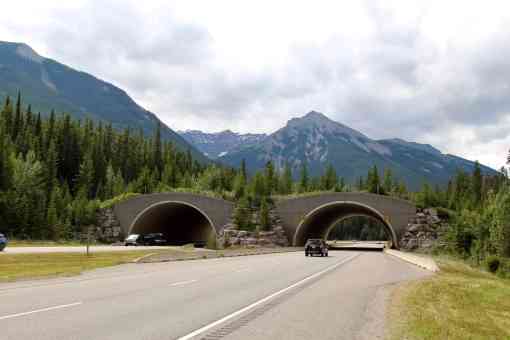 Trans-Canada Highway through wildlife bridge Banff National Park