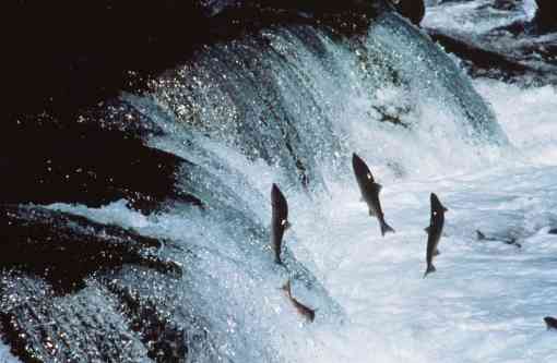 Adult Sockeye Salmon encounter a waterfall on their way up-river to spawn. 