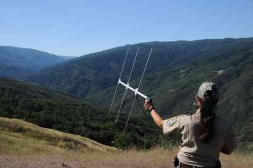 Researcher holding antenna to detect radio signal from tracking device.