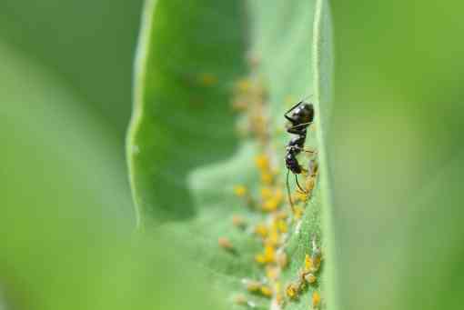 Ants and Oleander Aphids on a leaf