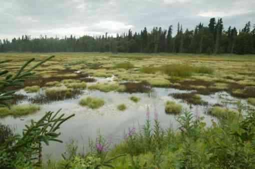 Fireweed and spruce highlight this bog near Skilak Lake on the Kenai National Wildlife Refuge.  