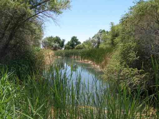 Photo taken of Corn Creek Spring near the headquarters of Desert National Wildlife Refuge in southern Nevada.