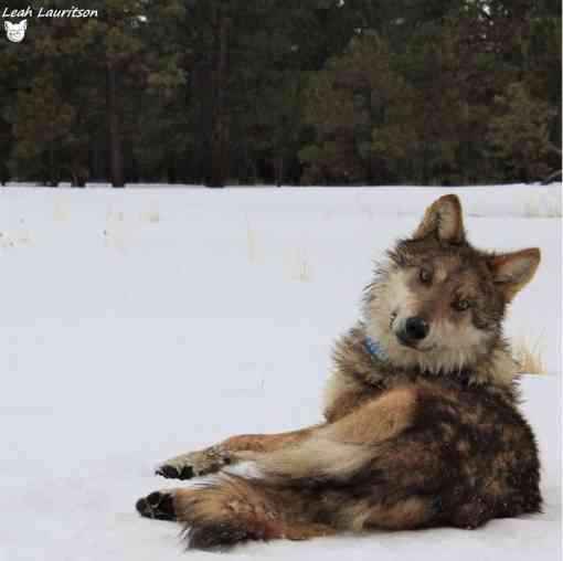 Mexican gray wolf blue collar 