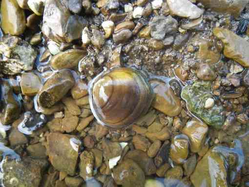 Round hickerynut mussel 