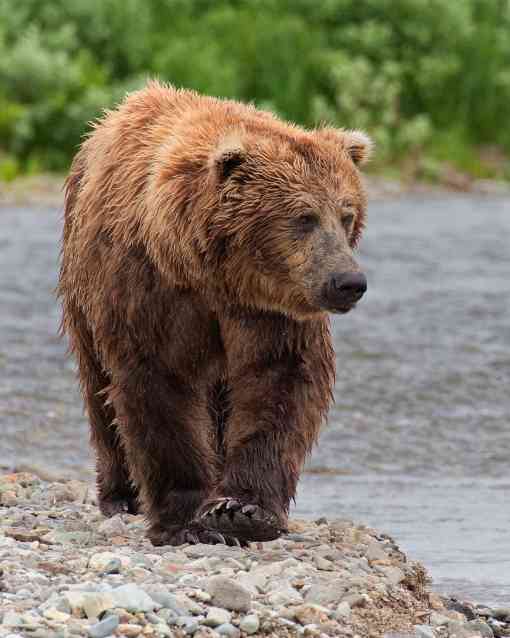 Ambling brown bear near water