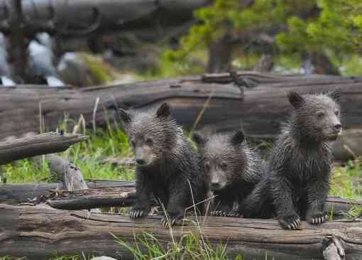 curious grizzly bear cub triplets in Yellowstone