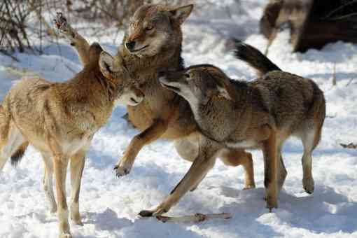 Red wolf pack playing