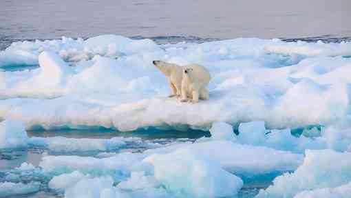 Polar bears on ice