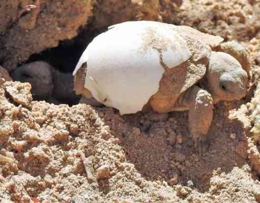 baby desert tortoise in shell