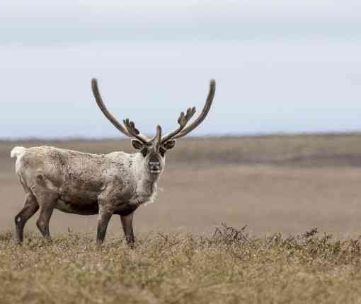 Caribou on tundra in NPR-A
