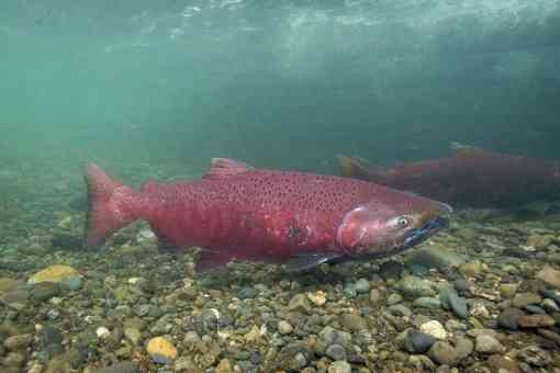 Chinook Salmon make their way up ship creek to spawn.