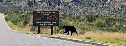 Black bear with sign in Big Bend NP