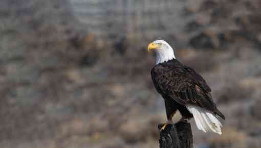 Perching bald eagle