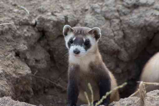 Black-footed ferret poking out of a hole