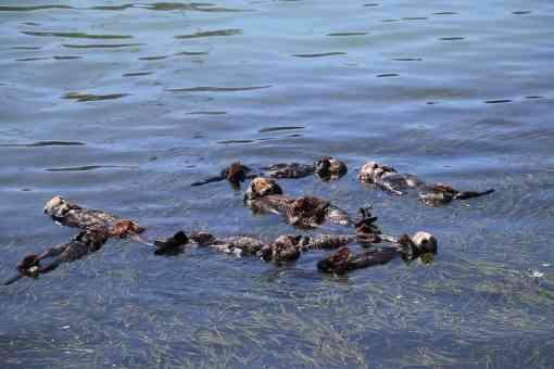 Southern sea otters at Morro Bay, California