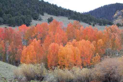 A grove of aspens burst into color near Forest Road 528 on the Rio Grande National Forest in Southern Colorado