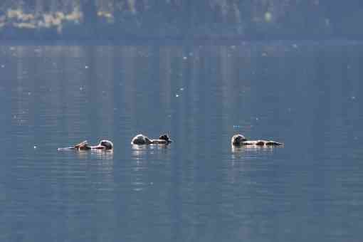 Sea otters Kenai Fjords