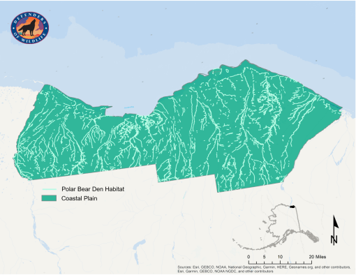 Map of polar bear den habitat on the coastal plain ANWR 2020