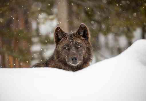 Gray wolf in snow Yellowstone National Park 