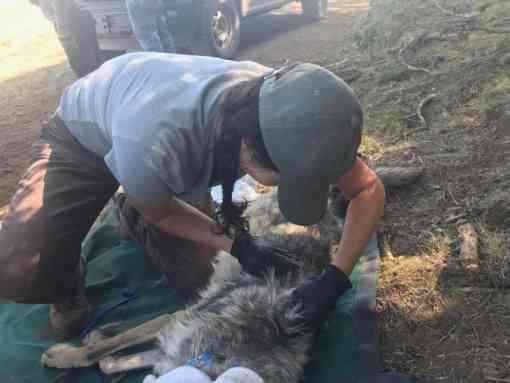 Mexican gray wolf processing