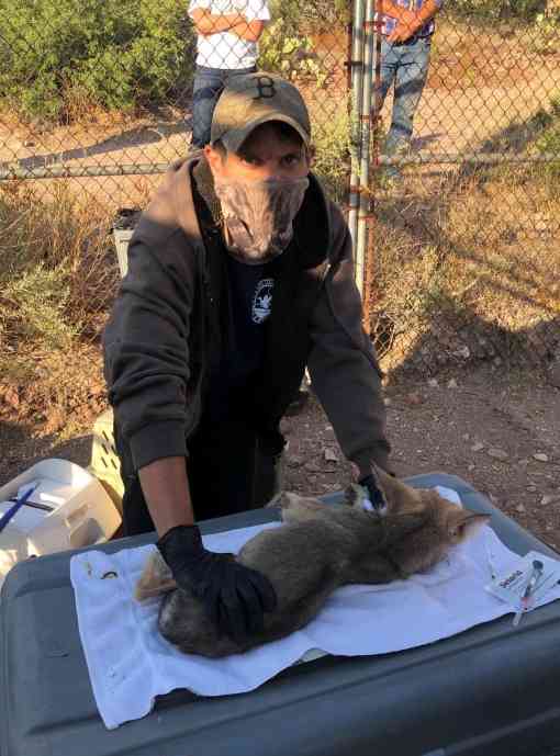 Processing a mexican gray wolf pup 