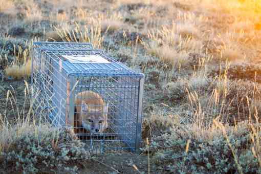 Fox in a cage in brush
