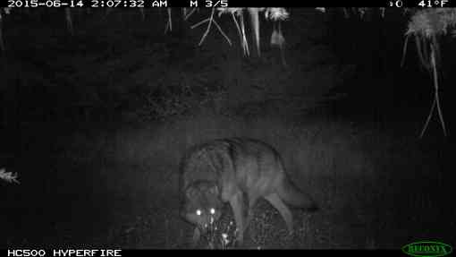 Wolf 32M from remote camera