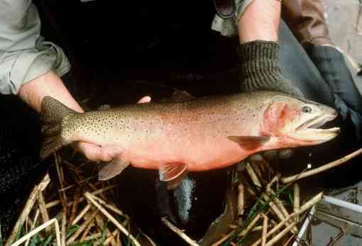 Bruce Roselund displaying a Green Cutthroat Trout