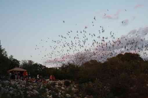 Onlookers watch as Mexican free-tailed bats exiting Bracken Bat Cave 