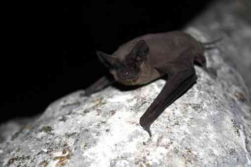 Mexican free-tailed bat (Tadaria braziliensis) 
