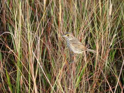 Cape Sable seaside sparrow in Everglades National Park