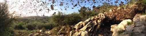 Bats emerging from Davis Cave 