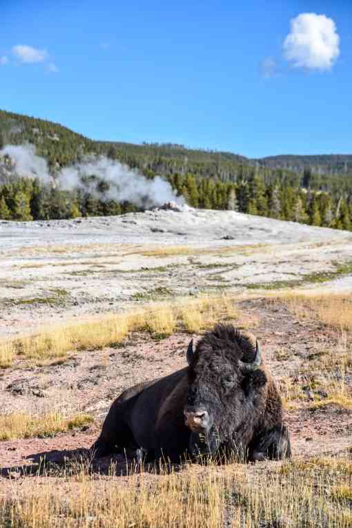Bison laying by Old Faithful in Yellowstone National Park (ethically photographed)