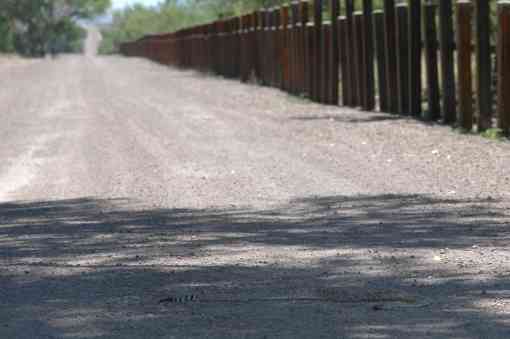 Road killed snake on border road in San Bernadino NWR