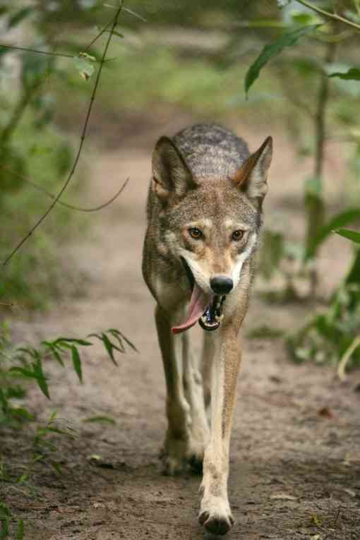 Red Wolf walking down path with tongue out