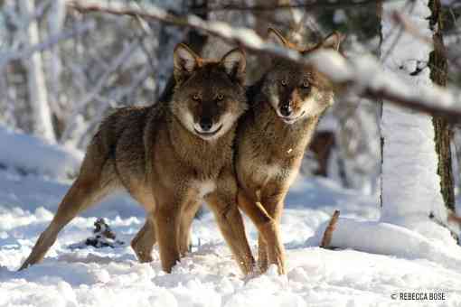 Two red wolves in snow