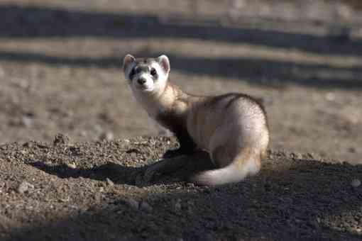 Curious black-footed ferret