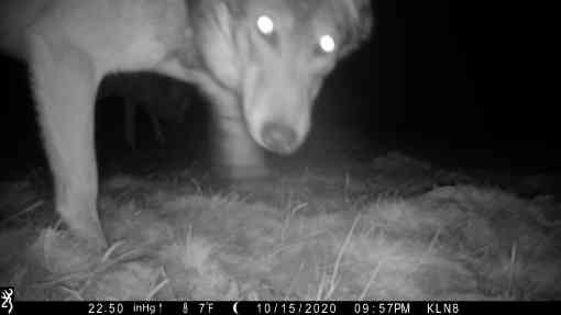 Gray wolf caught on camera trap looking at camera