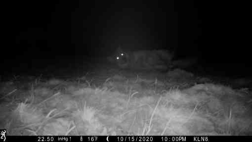Gray wolf caught on camera trap rolling and looking at camera