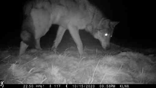 Gray wolf caught on camera trap sniffing