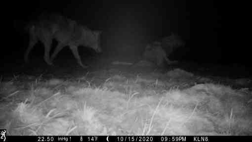 Gray wolves caught on camera one rolling in the background