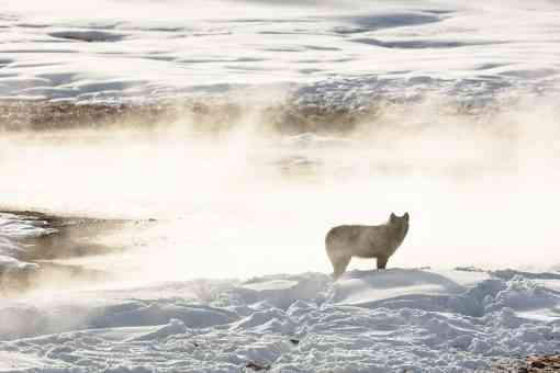 Gray wolf of the Wapiti Lake Pack is silhouetted by a nearby hot spring