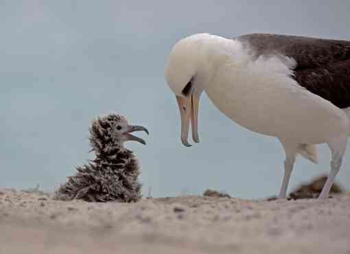 Laysan albatross chick and mom 
