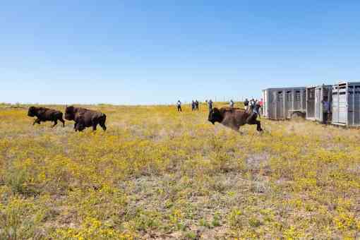 Yellowstone bison released at Ft. Peck Reservation