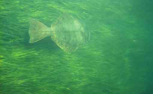 A flounder swims through a healthy bed of seagrass. Narragansett Bay, RI. Narragansett Bay, RI1985-2000