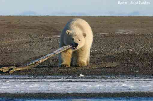 Polar bear dragging stick in Alaska