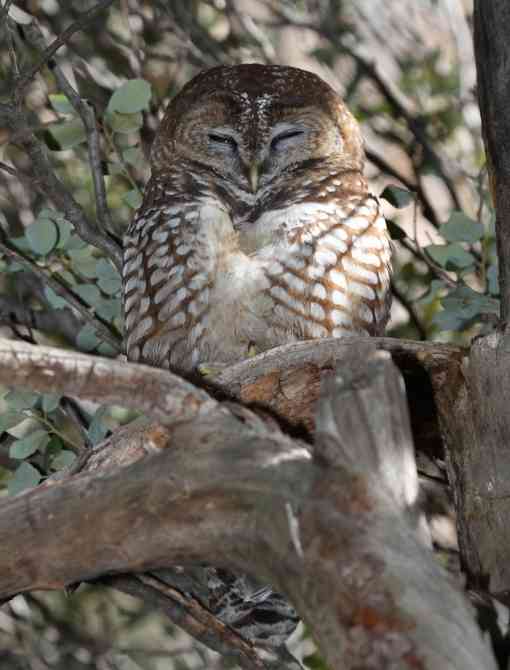 Mexican spotted owl sleeping in a tree