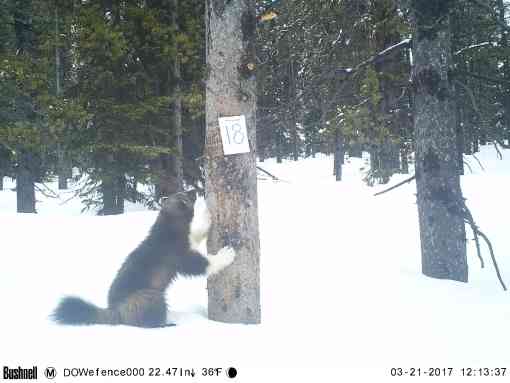Wolverine investigating and leaning on tree on snowy ground 